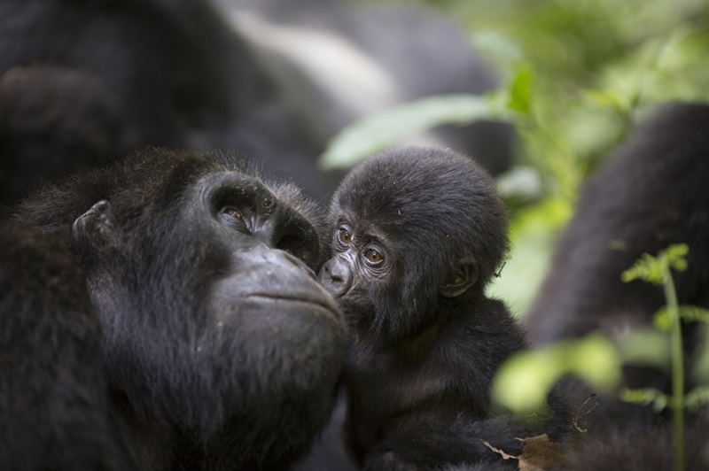 Can You See Mountain Gorillas in Uganda? (Yes)